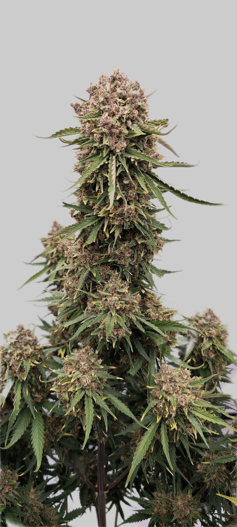 Guava Auto, Фасовка: 5, изображение 19